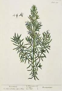 Rosmarinus Officinalis, aus 