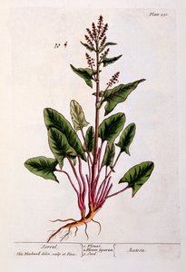 Sauerampfer, Tafel 230 aus 