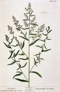 Estragon, Tafel 116 aus 