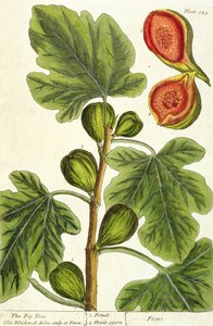 Der Feigenbaum, Tafel 125 aus 