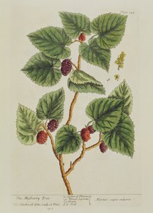 Der Maulbeerbaum, Tafel 126 aus 
