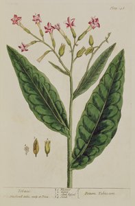 Tabak, Tafel 146 aus 