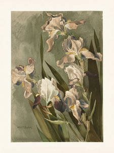 Studie der Iris von Elizabeth F. Parker