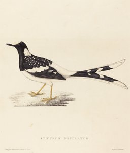 Enicurus Maculatus (Gefleckter Forktail) von Elizabeth Gould