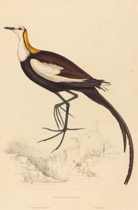 Parra Sinensis (Fasanenschwanz-Jacana)