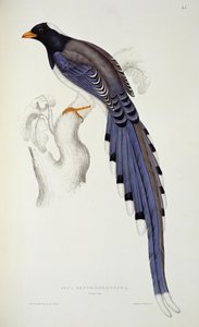 Pica Erythrorhyncha, aus 