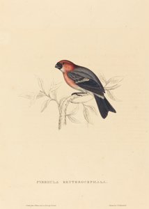 Pyrrhula Erythrocephala (Rotkopf-Gimpel) von Elizabeth Gould