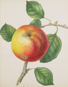 Ein Apfel, um 1835