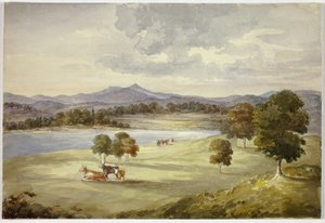 Kühe in der Landschaft