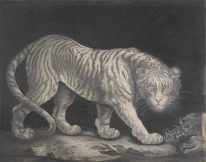 Ein schleichender Tiger