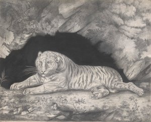 Ein Tiger, der im Eingang einer Höhle liegt