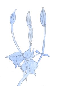 Wie ein Gärtner geduldig darauf wartet, dass die Knospen zur richtigen Zeit aufgehen, so muss ich auf die Früchte von Gottes Werk in meinem Leben warten, 2002 von Elizabeth Wang
