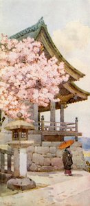 Kirschbaum in Kyomidzu