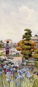 Schwertlilien von Ella Du Cane