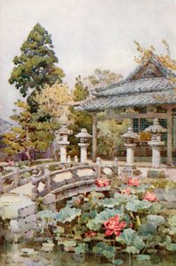 Lotus in Kyomidzu