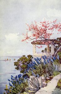 Stolz von Madeira und Pfirsichblüte von Ella Du Cane