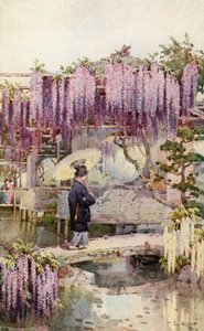 Wisteria, Kabata
