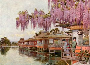 Wistaria, Nagaoka