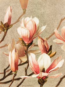 Magnolie