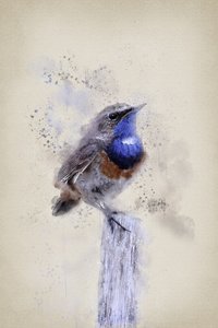 Serenes Aquarell-Blaurücken