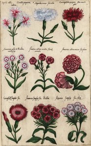 Verschiedene Nelkensorten, Dianthus caryophyllus