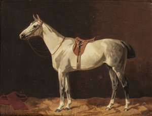 Ein gesatteltes graues Pferd wartet im Stall von Emil Volkers