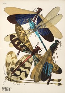 Tafel 10 aus Insekten, veröffentlicht in den 1930er Jahren