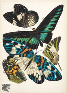 Tafel 10 aus Schmetterlinge, veröffentlicht 1925 von Émile Allain Séguy