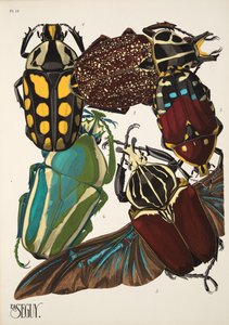 Tafel 11 aus Insekten, veröffentlicht in den 1930er Jahren von Émile Allain Séguy