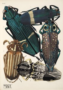 Tafel 13 aus Insekten, veröffentlicht in den 1930er Jahren von Émile Allain Séguy