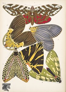 Platte 14, aus Papillons, veröffentlicht 1925 von Émile Allain Séguy