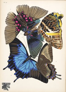 Platte 16, aus Papillons, veröffentlicht 1925 von Émile Allain Séguy