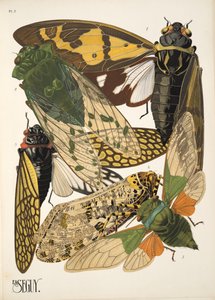 Tafel 2 aus Insekten, veröffentlicht in den 1930er Jahren