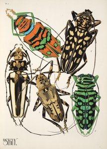 Tafel 4 aus Insectes, veröffentlicht in den 1930er Jahren von Émile Allain Séguy
