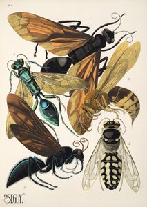Tafel 6 aus Insectes, veröffentlicht in den 1930er Jahren