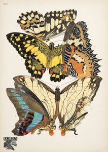 Platte 9, aus Papillons, veröffentlicht 1925 von Émile Allain Séguy