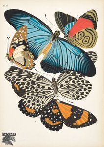 Tafel 11, aus Schmetterlinge, veröffentlicht 1925 von Émile Allain Séguy