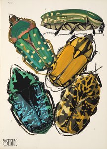 Tafel 12 aus Insekten, veröffentlicht in den 1930er Jahren von Émile Allain Séguy