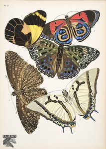 Tafel 12 aus Papillons, veröffentlicht 1925 von Émile Allain Séguy