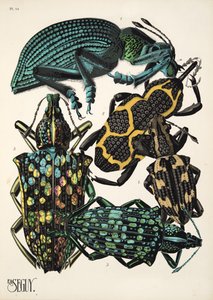 Tafel 14 aus Insekten, veröffentlicht in den 1930er Jahren von Émile Allain Séguy