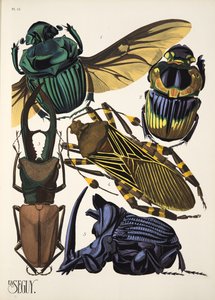 Tafel 15 aus Insekten, veröffentlicht in den 1930er Jahren von Émile Allain Séguy