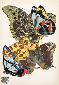 Tafel 15 aus Papillons, veröffentlicht 1925 von Émile Allain Séguy