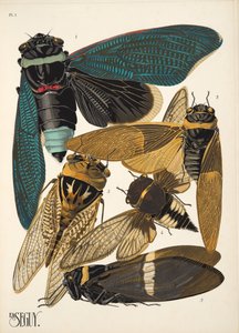 Tafel 1 aus Insekten, veröffentlicht in den 1930er Jahren