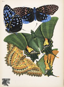 Tafel 6 aus Papillons, veröffentlicht 1925 von Émile Allain Séguy