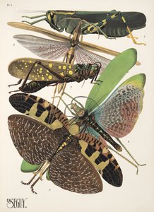 Tafel 8 aus Insekten, veröffentlicht in den 1930er Jahren von Émile Allain Séguy