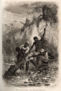 Ein Matrose der Expedition, der Convolvus (essbare Wasserpflanze, die sich auf der Wasseroberfläche ausbreitet) zurückgewonnen hat, wird am Ellbogen von einem Krokodil ergriffen; er verdankt sein Überleben nur dem Eingreifen seiner Kameraden, Radierung von