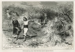 Die Sammlung von Kitt, einem weißen Harz der Lentis, während der Sommersaison, ist die Grundlage für die Herstellung eines Anislikörs, Zeichnung von Emile Bayard, zur Illustration der Geschichte „Chio Island“ (Osttürkei), 1877, von Dr. A. Testevuide. Grav von Emile Antoine Bayard