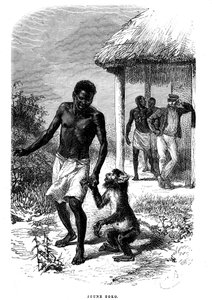 Junger Soko-Affe in Afrika. Gravur von Emile Bayard (1837-1891) zur Illustration der letzten Geschichten des Entdeckers David Livingstone von Emile Antoine Bayard