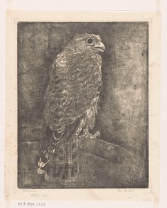 Falke auf einem Ast von Emilius Wilhelmus Dehé (signed by artist)