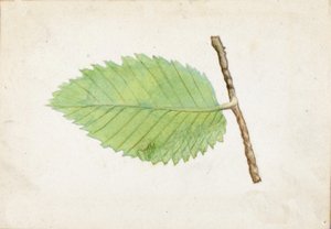 Gezackter Blattrand-Raupe, späte 19. bis frühe 20. Jahrhundert